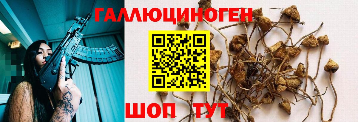 наркотики  Галлюциногенные грибы GOLDEN TEACHER  Вход с VPN  Новокубанск  Галлюциногенные грибы ЛСД 